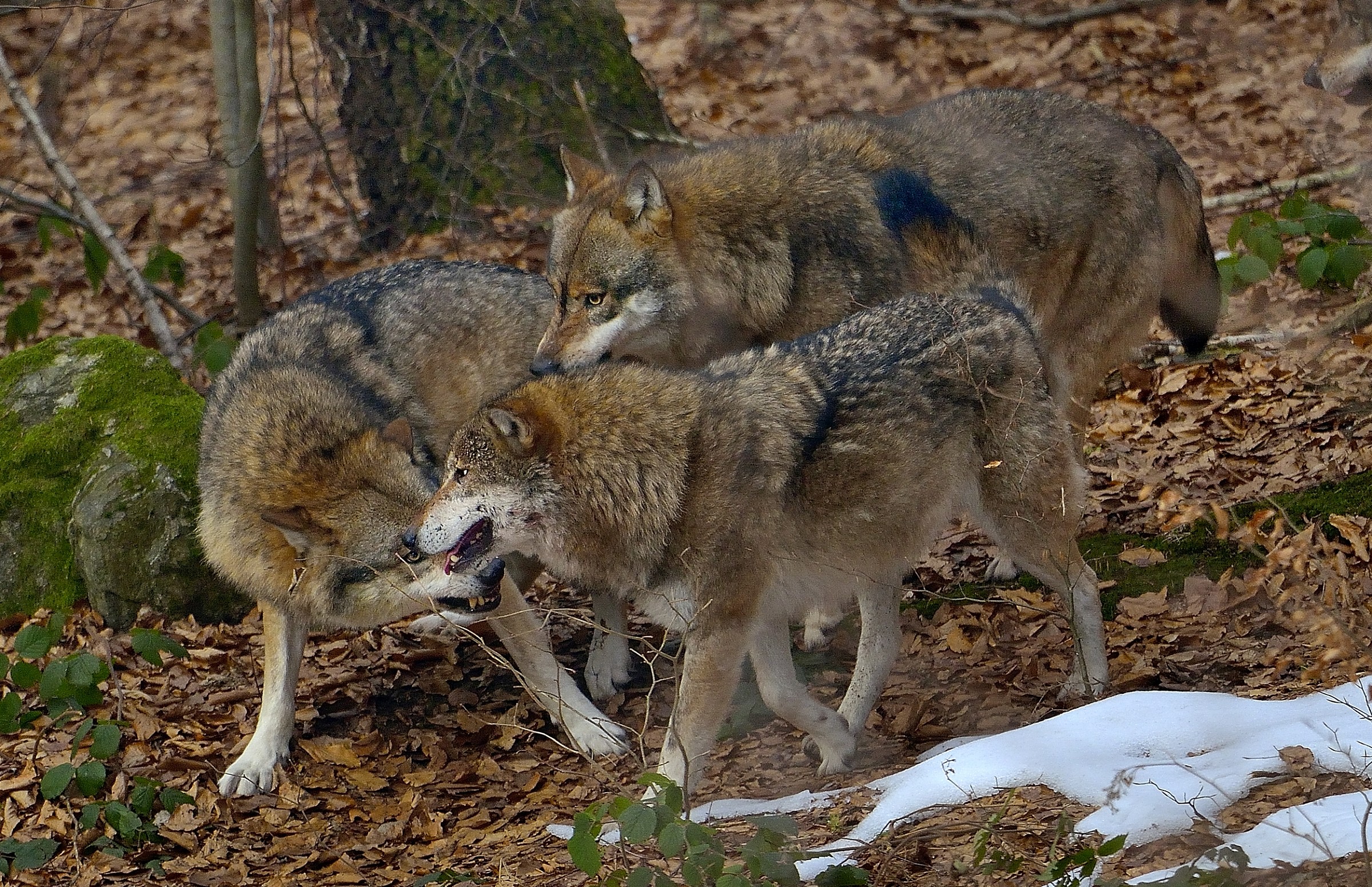 Bayerischen - Momenti di Tensione nel branco