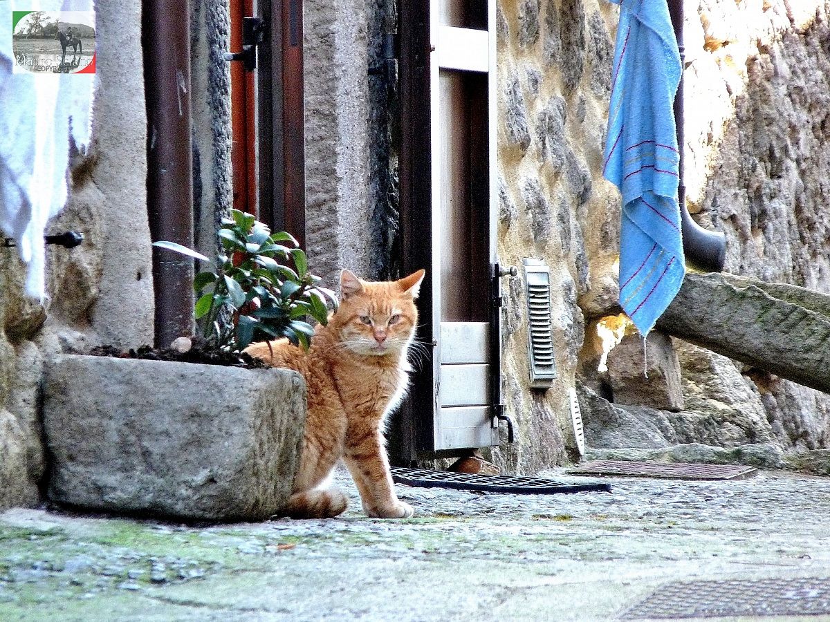 Cat in Santa Fiora