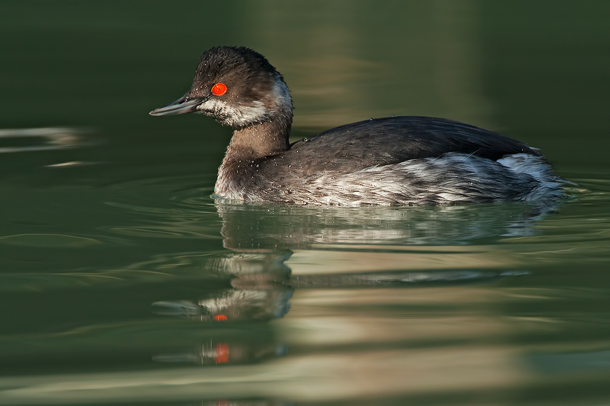 Black-necked Grebe