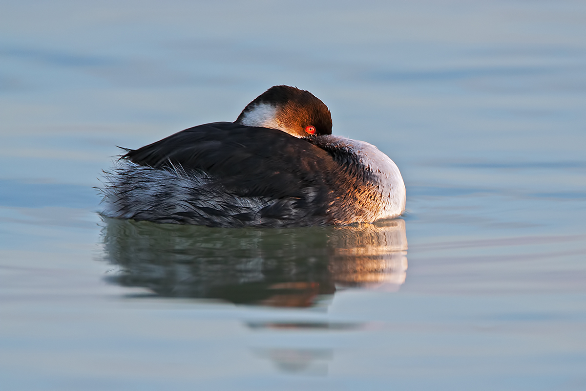 Black-necked Grebe