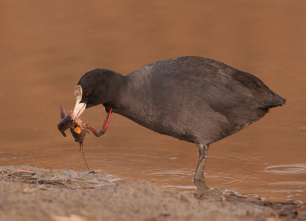 folaga vs gambero......3
