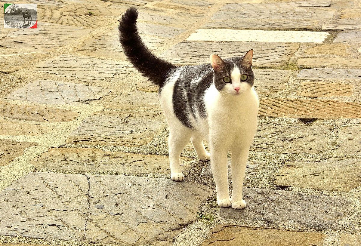 Gatto di castiglione della pescaia