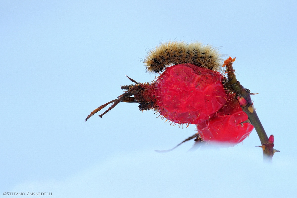 Caterpillar and rose hips ...