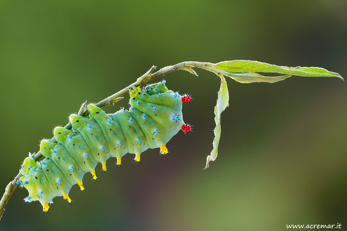 Cecropia Saturniidae #