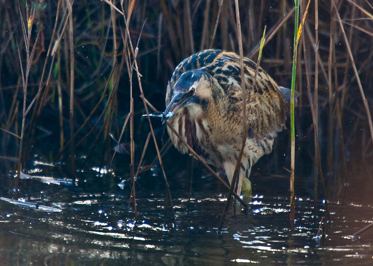 bittern?