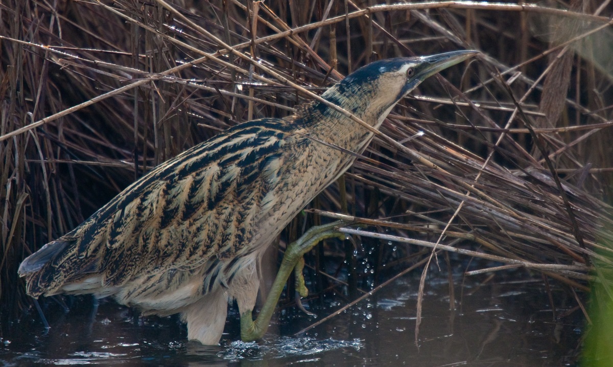 bittern?