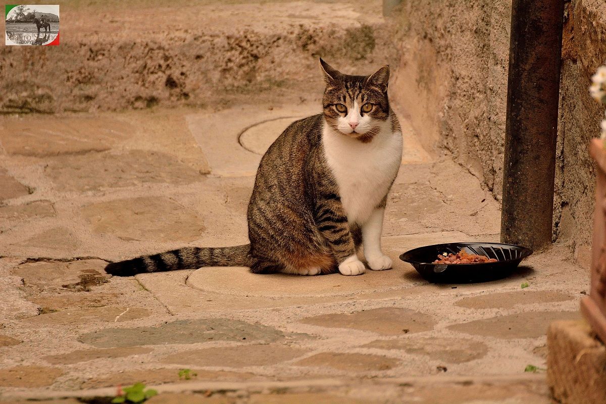 Gatto di Castiglione della Pescaia