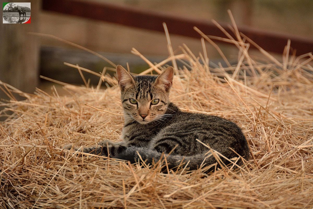 Gatto di Campagnatico