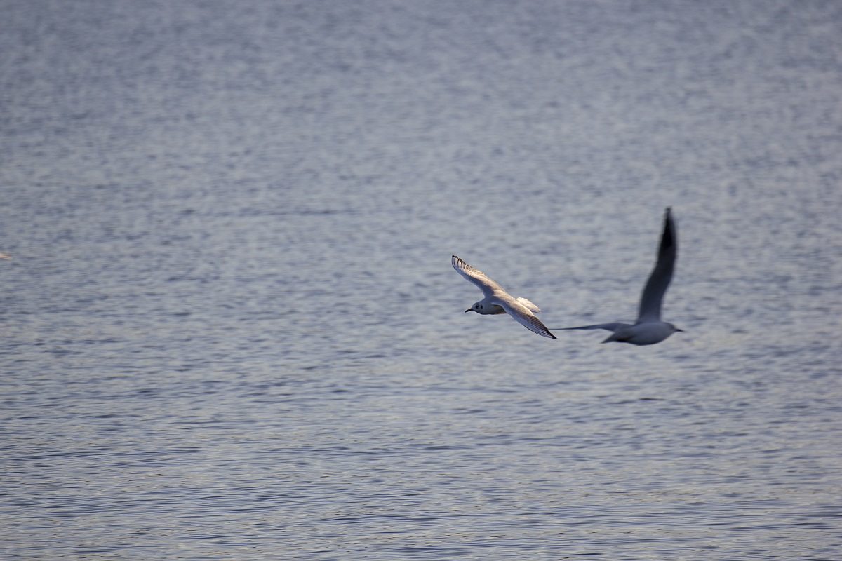 The Shawshank Redemption