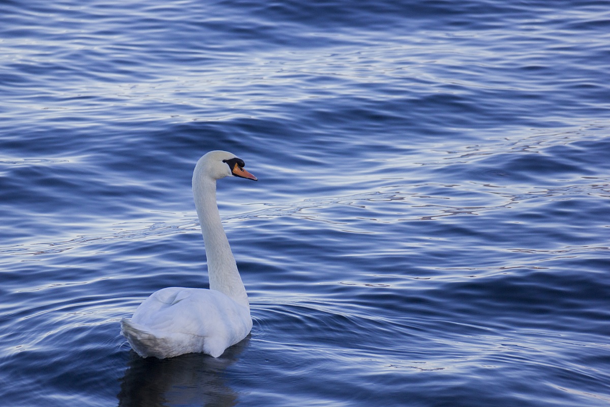 swan