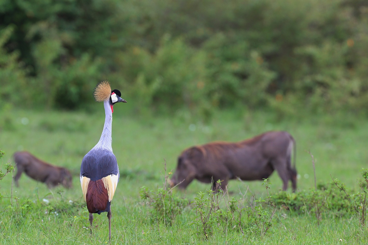 Crowned Crane