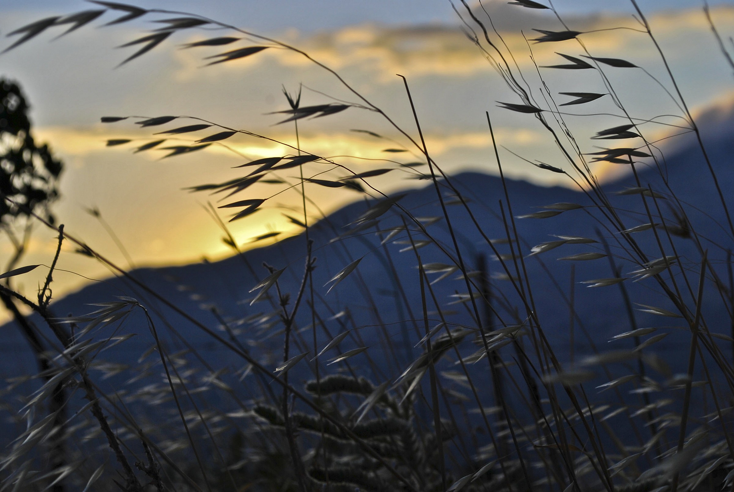 Golden ears in the wind