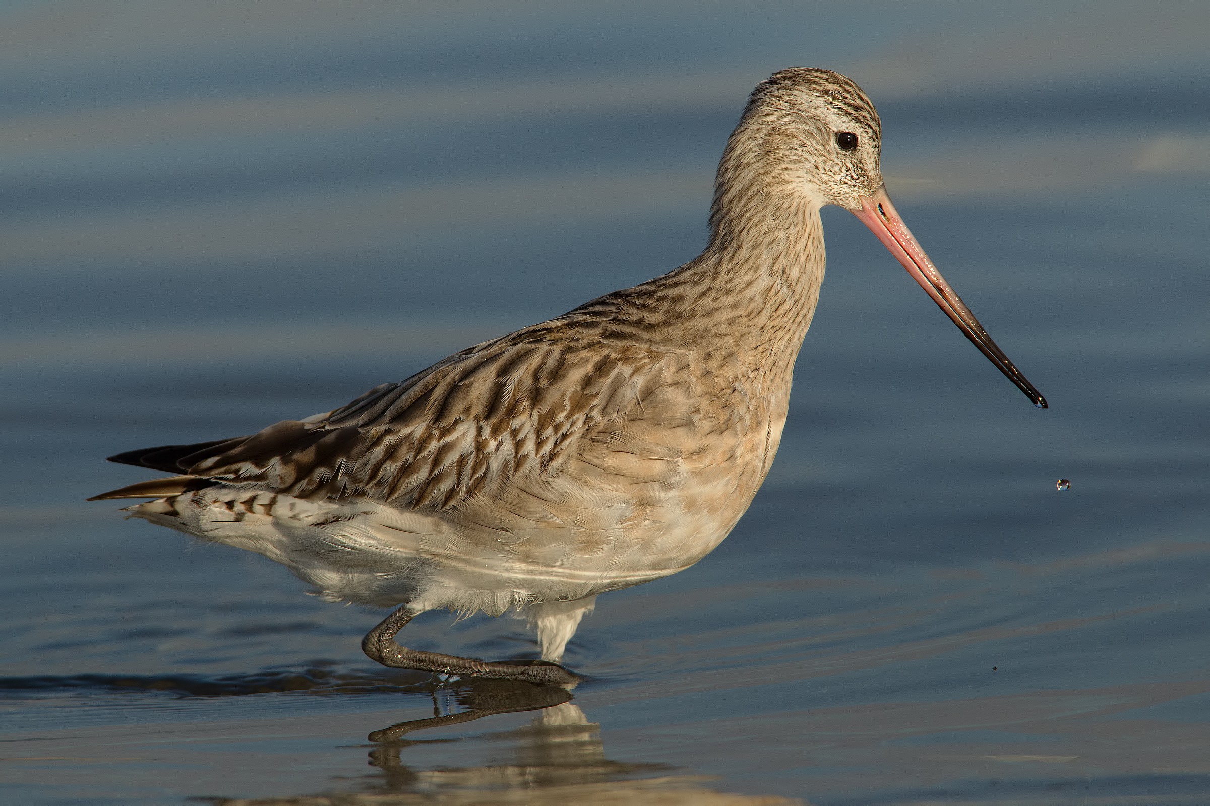 Godwit at 300px