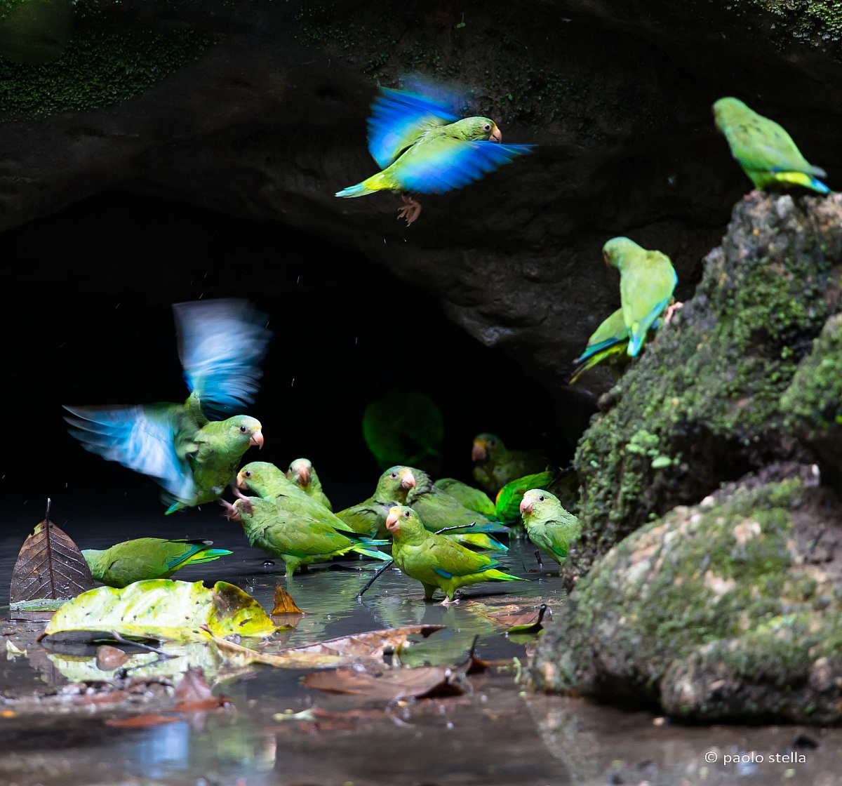 Cobalt-winged Parakeet