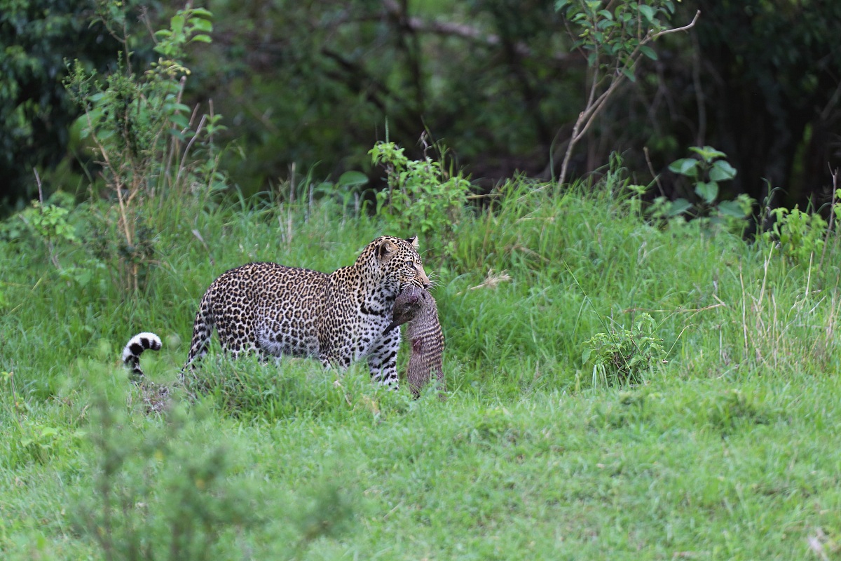 Leopard with mongoose