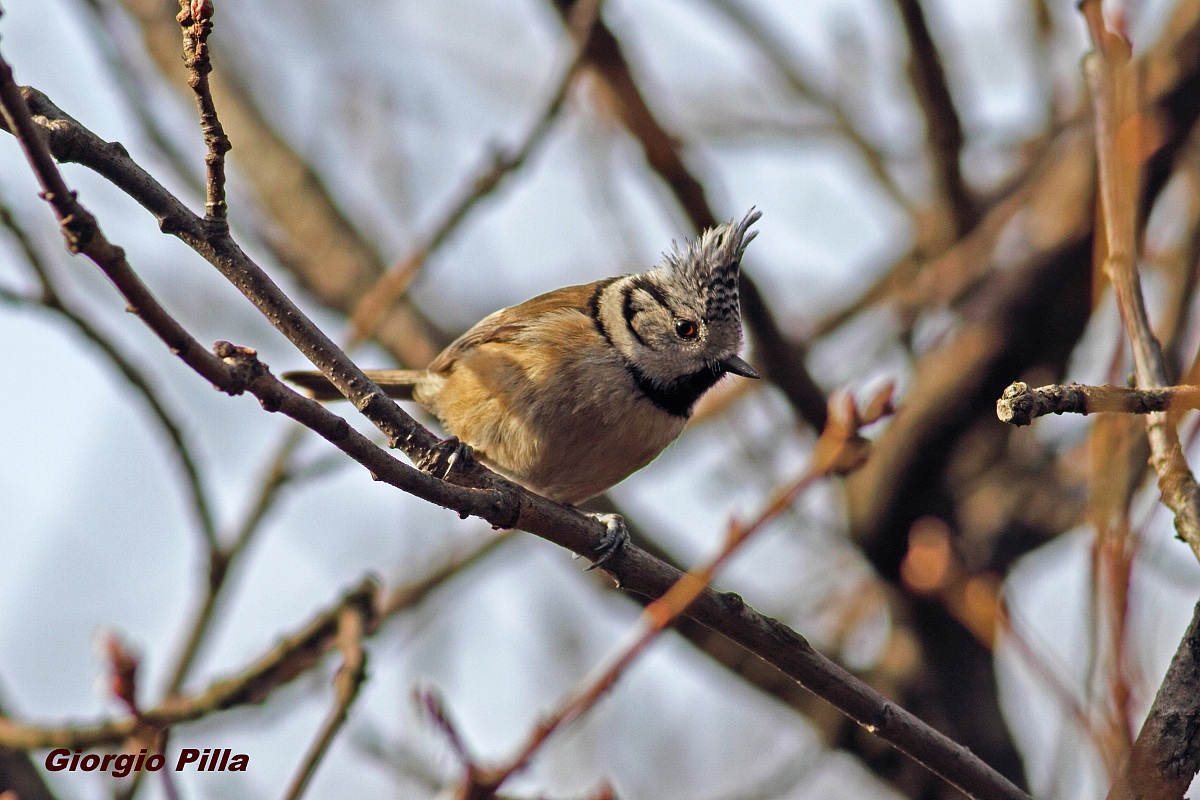 Crested Tit