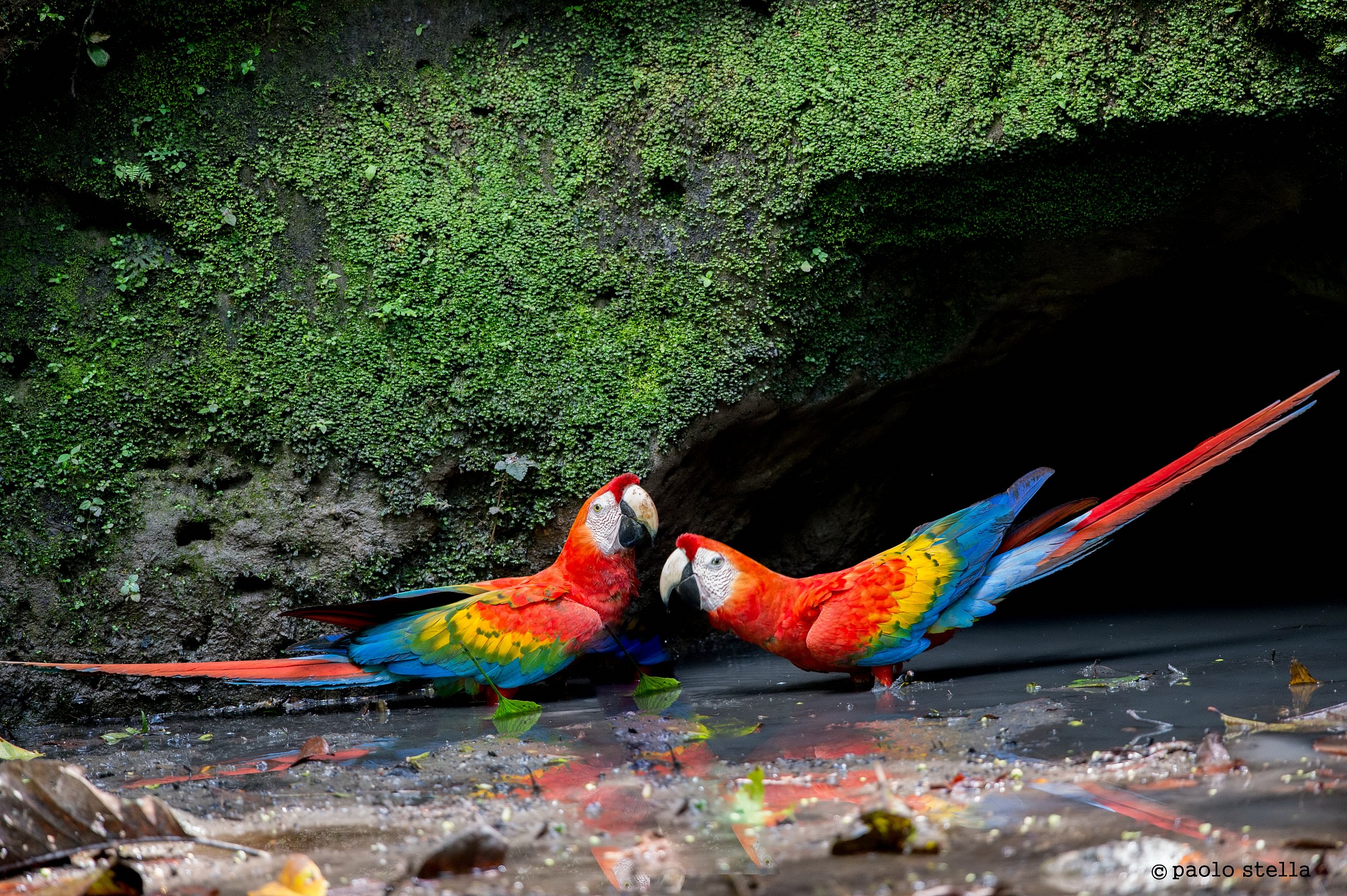 Scarlet Macaw (Ara macao)