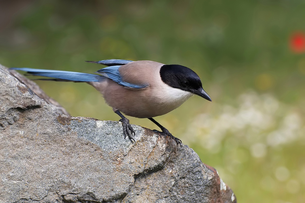 Azure-winged Magpie.