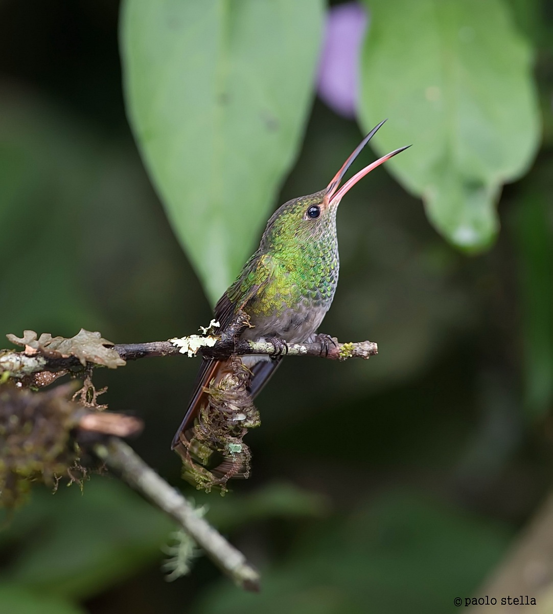 singing Rufous-tailed Hummingbird