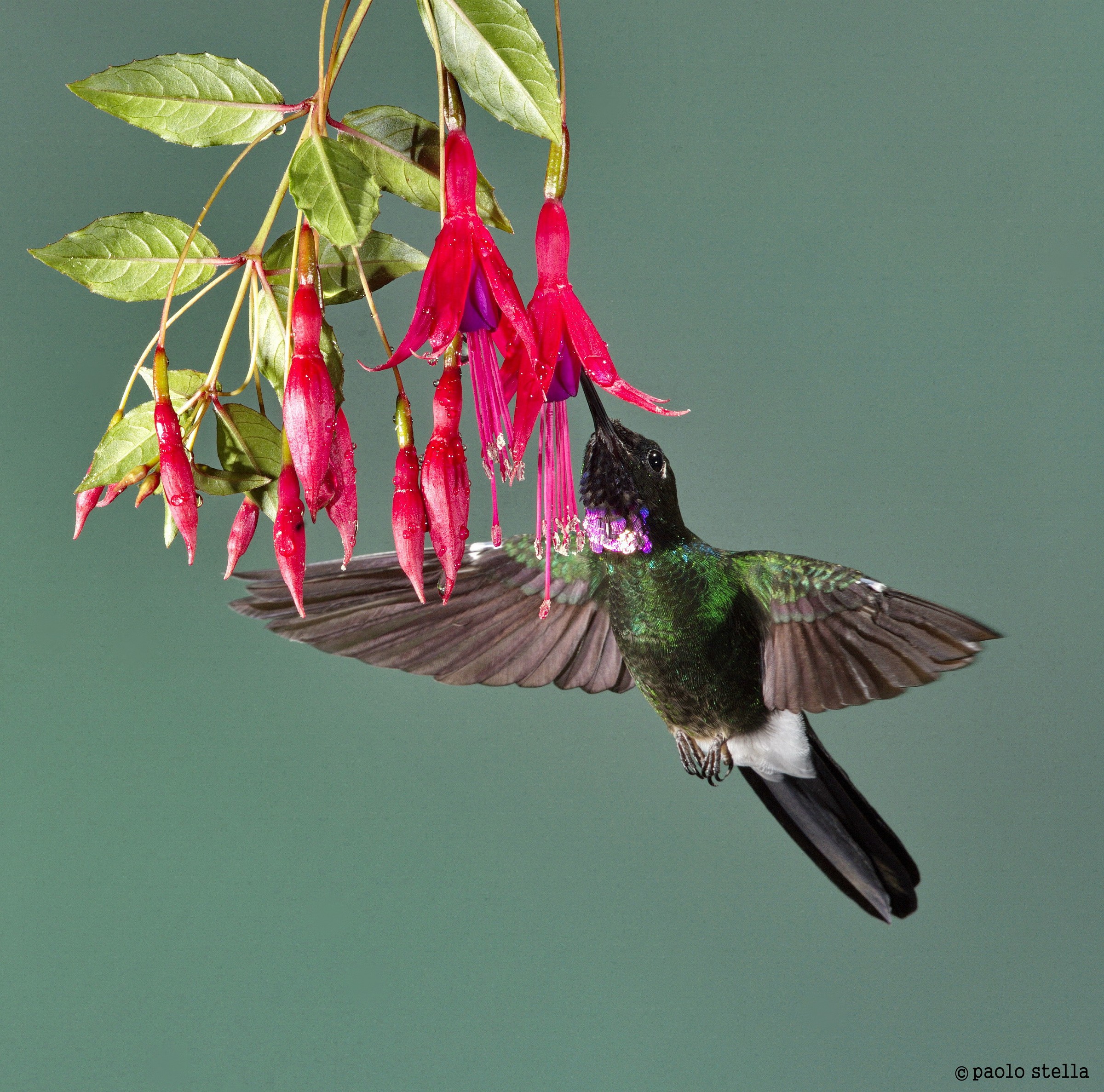 Velvet-purple Coronet