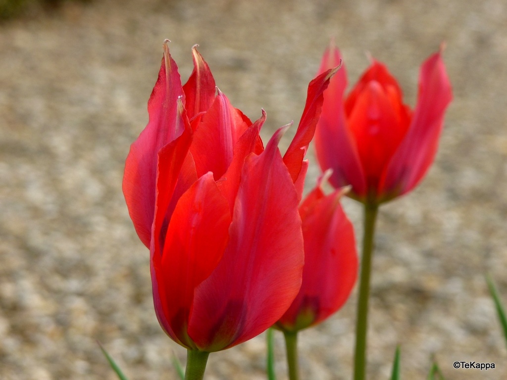 Tulipani