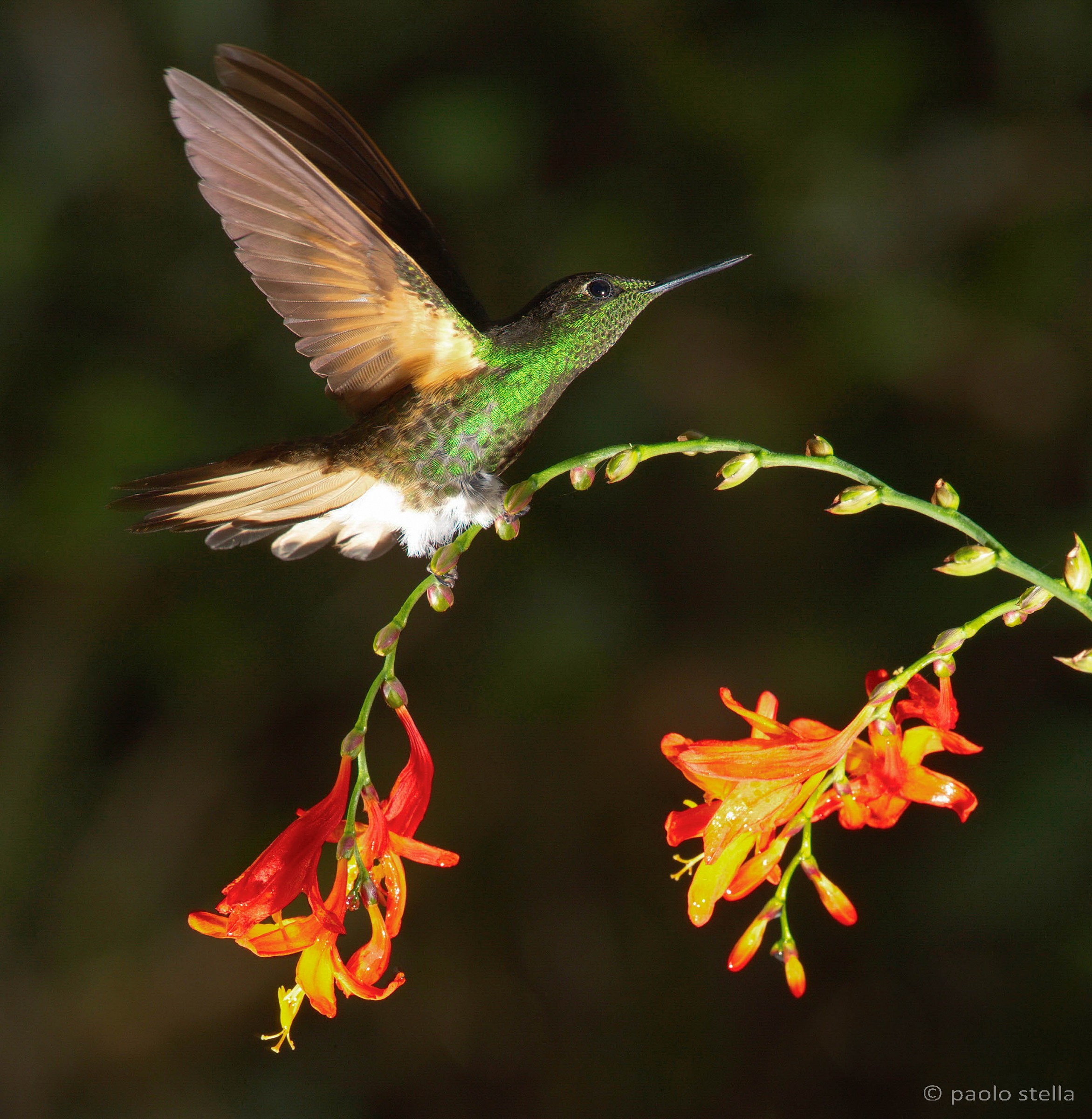 Rufous-tailed Hummingbird