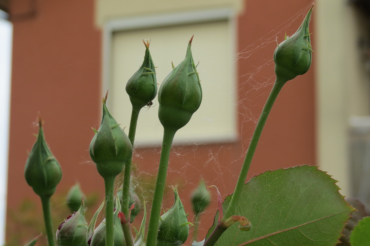 Il Piccolo Tessitore