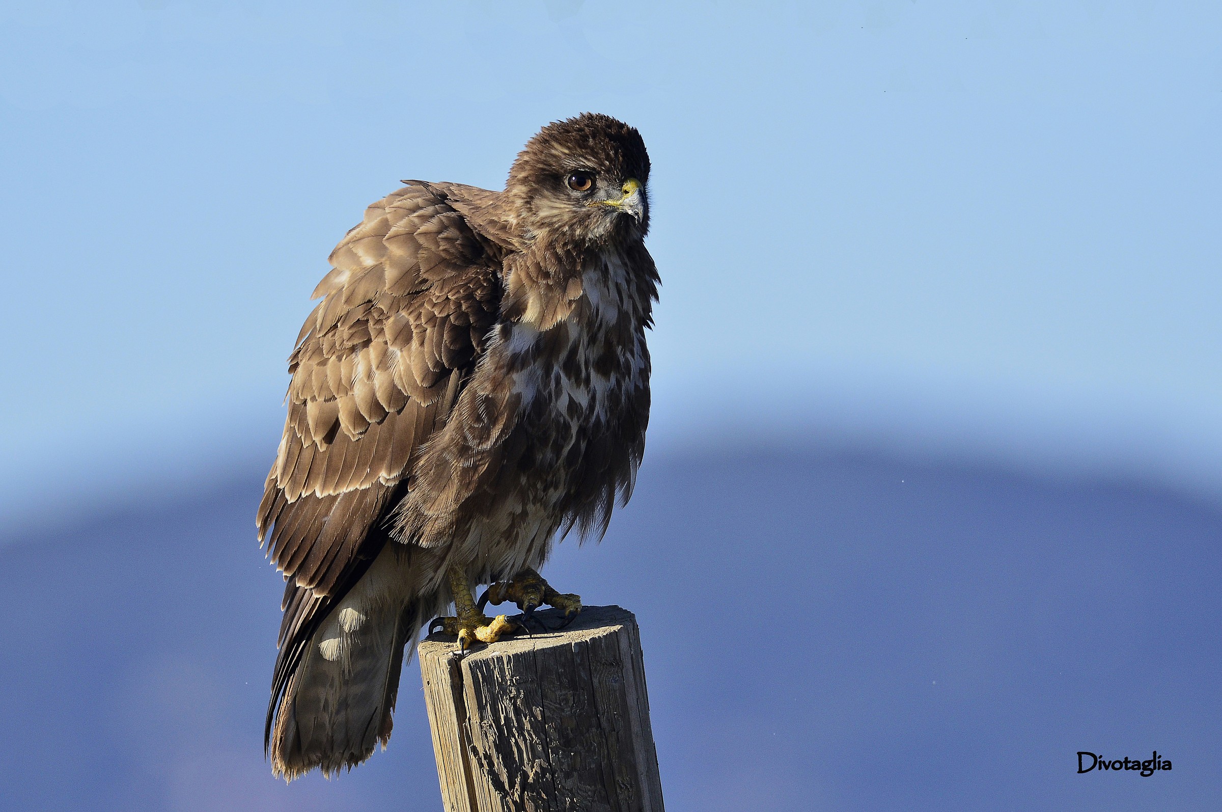 Poiana (Buteo buteo)