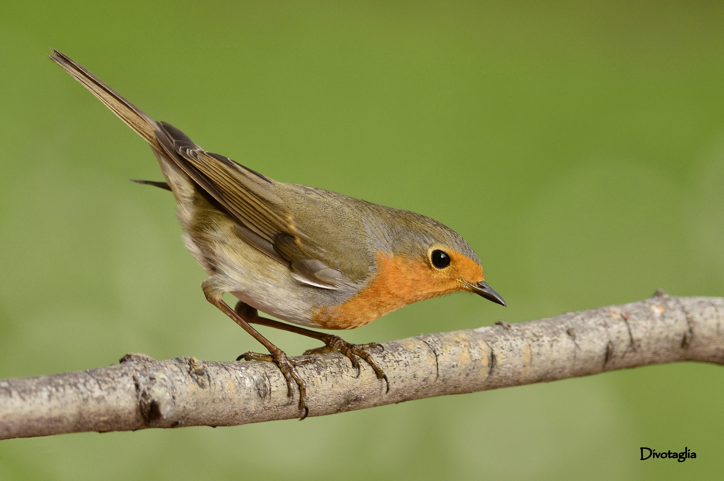 Pettirosso (Erithacus rubecula)