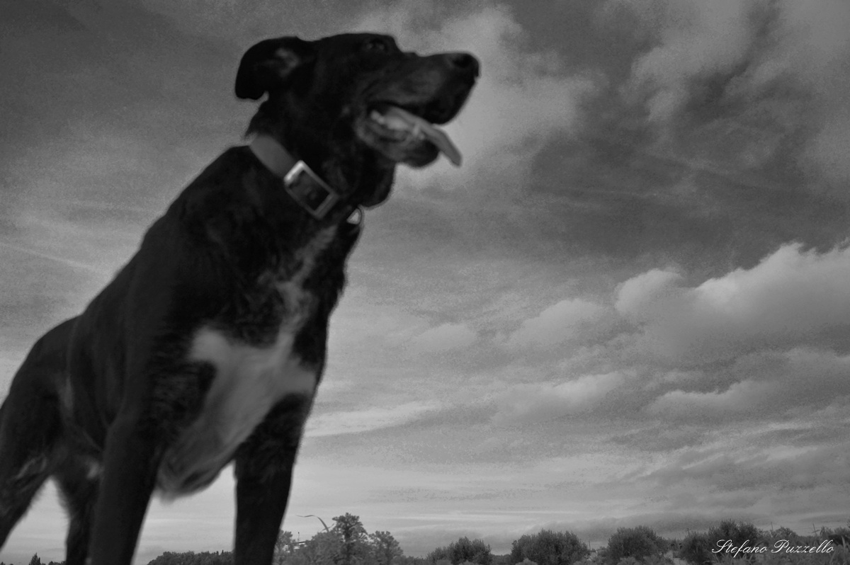 Fury dog ??of the west