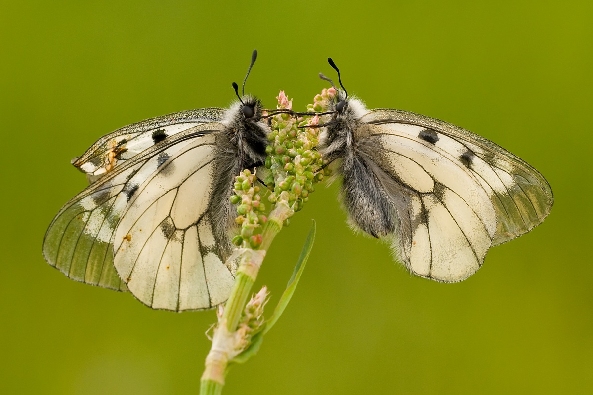 Parnassius Mnemosyne