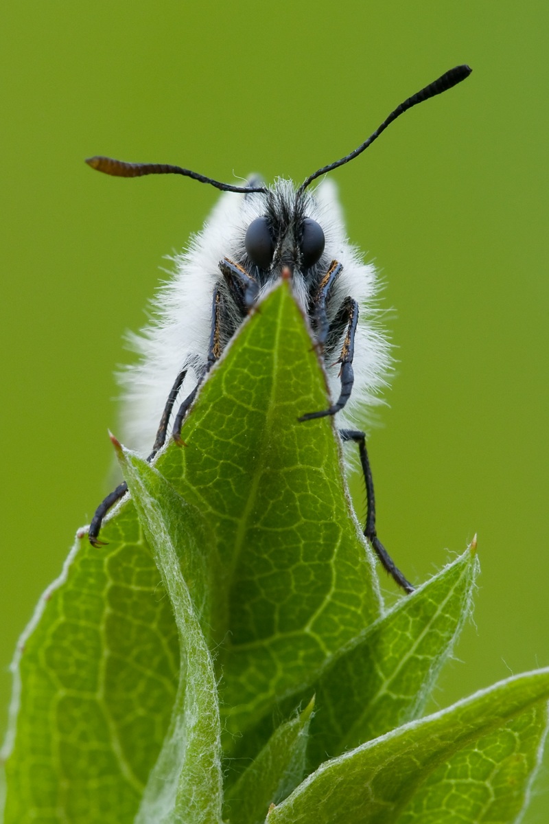 Parnassius Mnemosyne