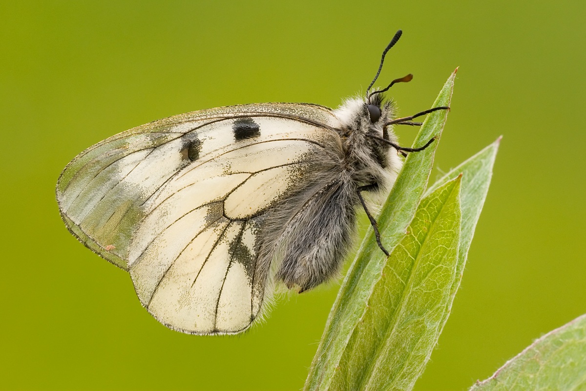 Parnassius Mnemosyne
