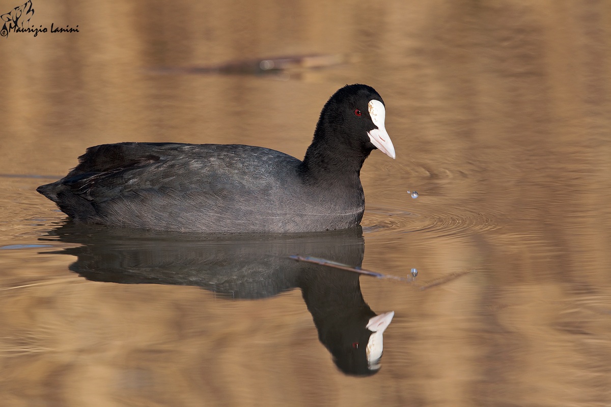 Riflesso con goccia su fondo dorato