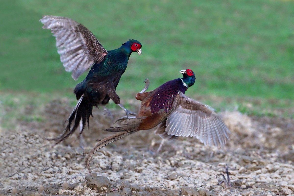 Dispute between pheasants