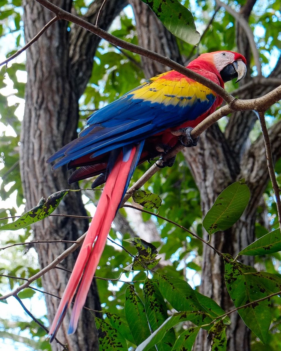 Guacamaya