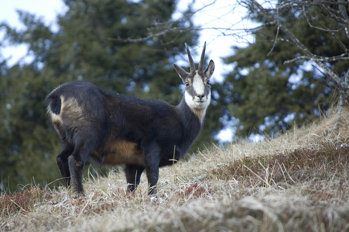 Suede with blade of grass in mouth
