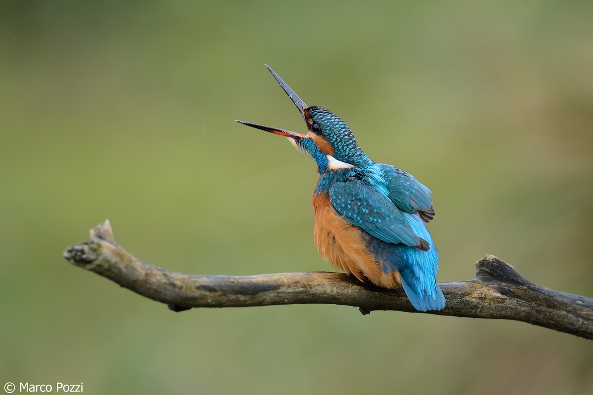 The screams of martino