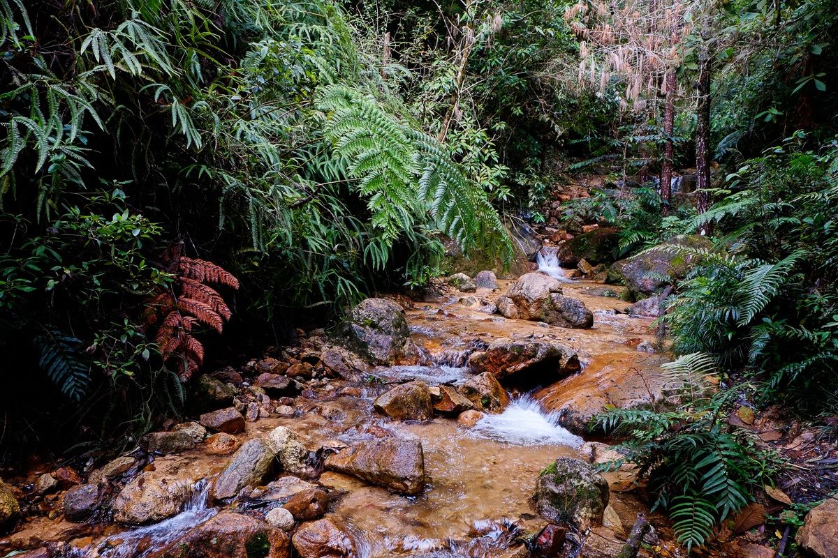 Torrente al Parque National La Tigra - Honduras