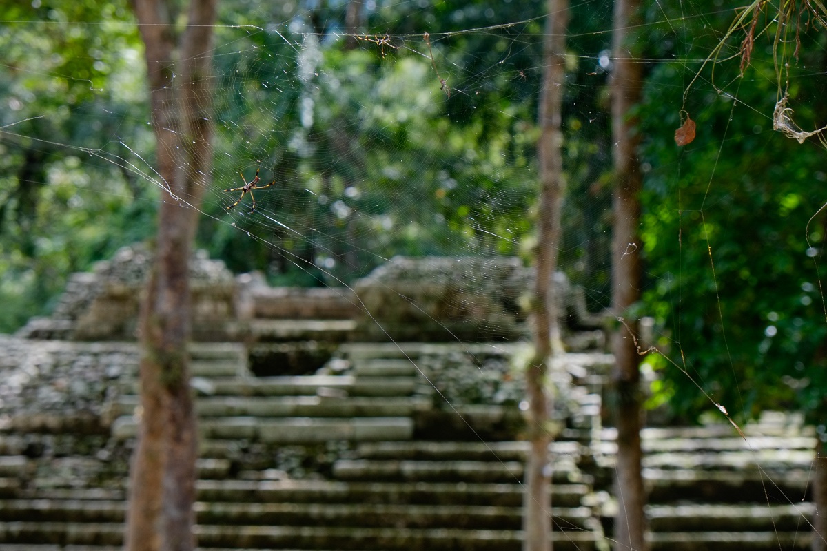 Ragnatela alle Rovine Maya di Copan - Honduras