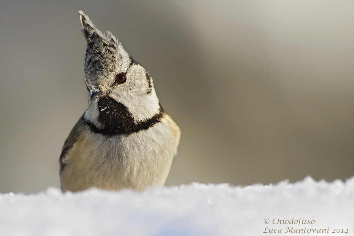 Cincia dal ciuffo in primo piano