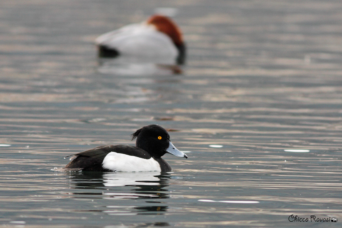 Male Tufted Duck