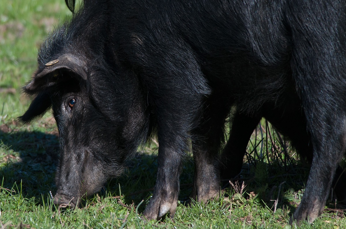 Maiale nero