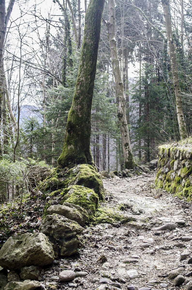 Sentiero nel bosco...