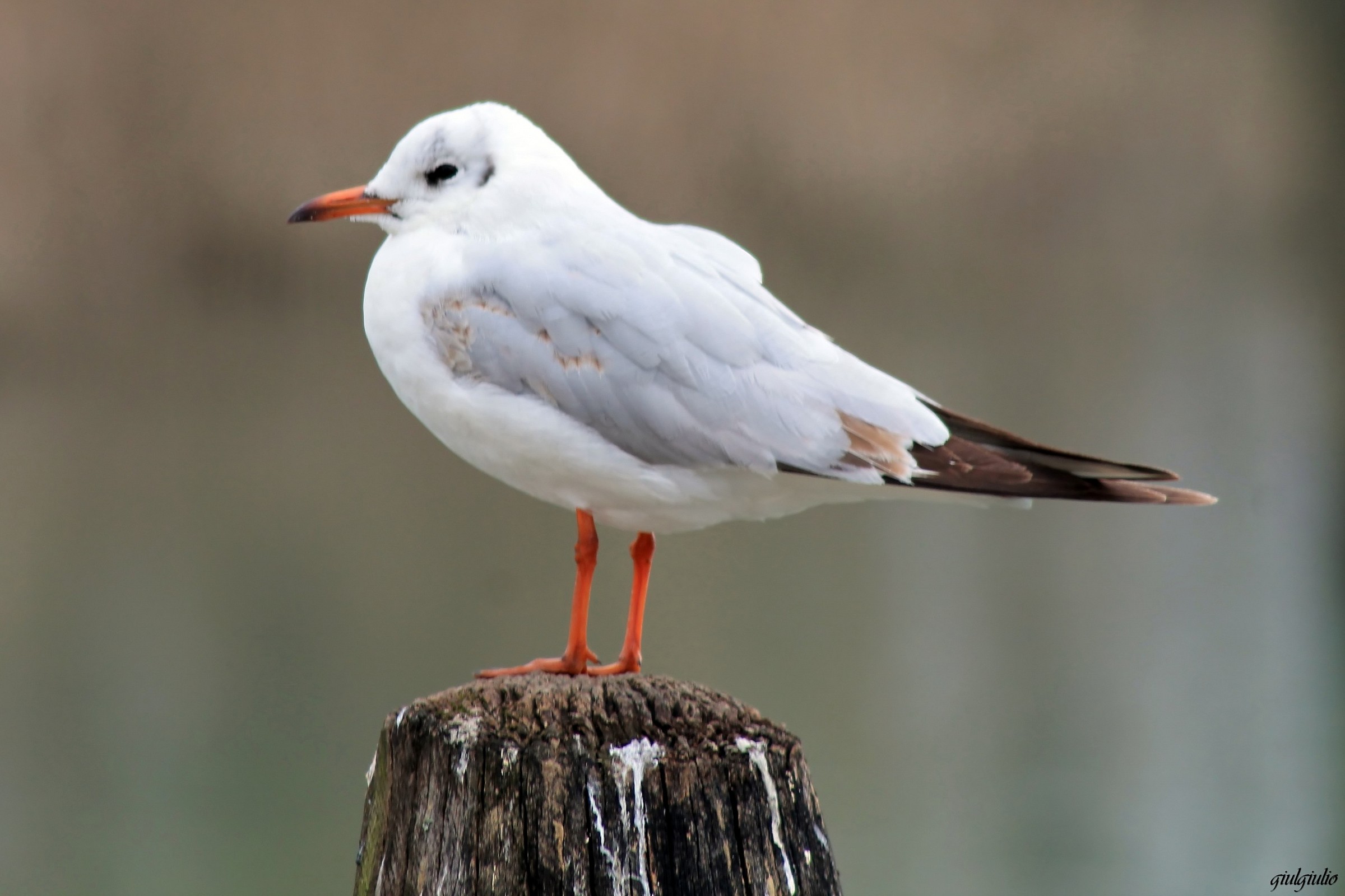 black-headed gull