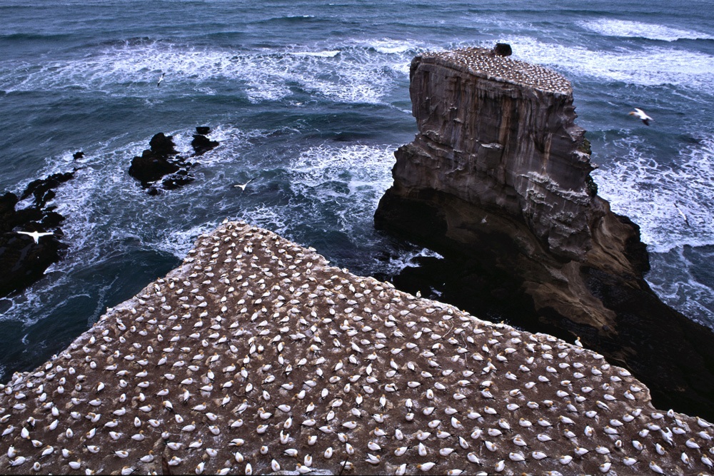 The cliff of Sule - New Zealand
