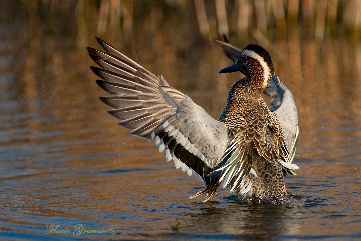 l'abbraccio della marzaiola