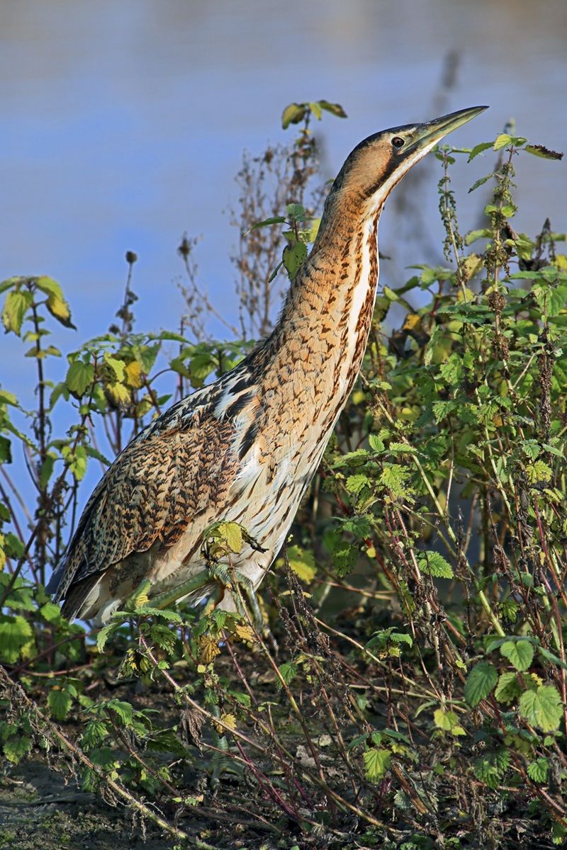 Bittern