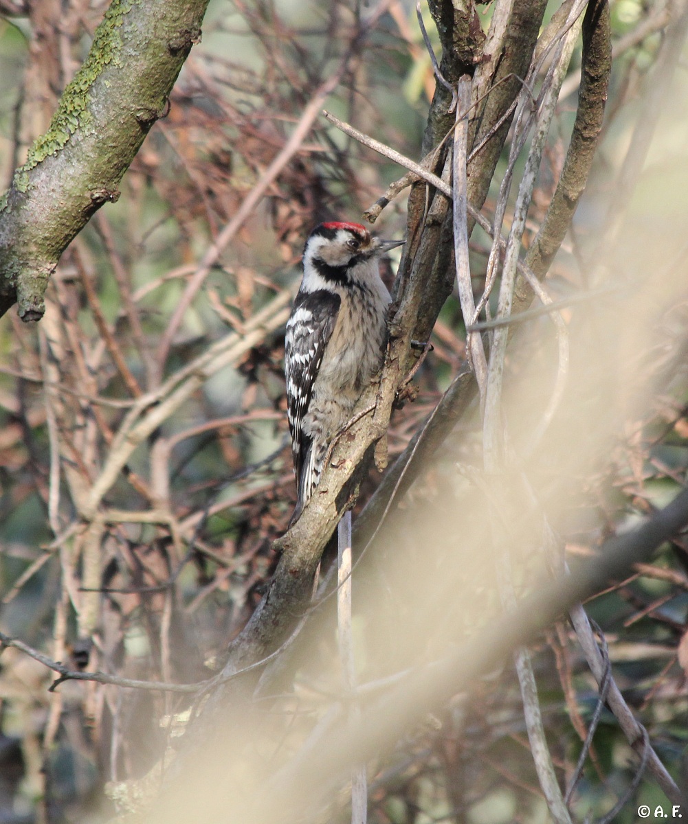 Woodpecker