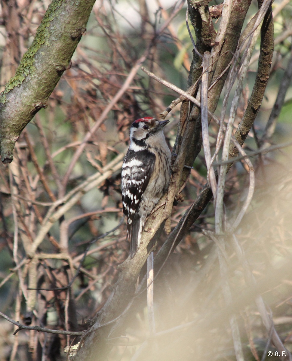 Woodpecker